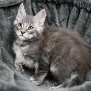CHATON OTTAWA ORSO