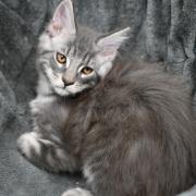 CHATON OTTAWA ORSO