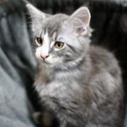 CHATON OTTAWA ORSO
