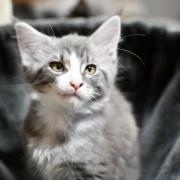 CHATON OTTAWA ORSO