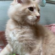 CHATON NIAGARA ORSO