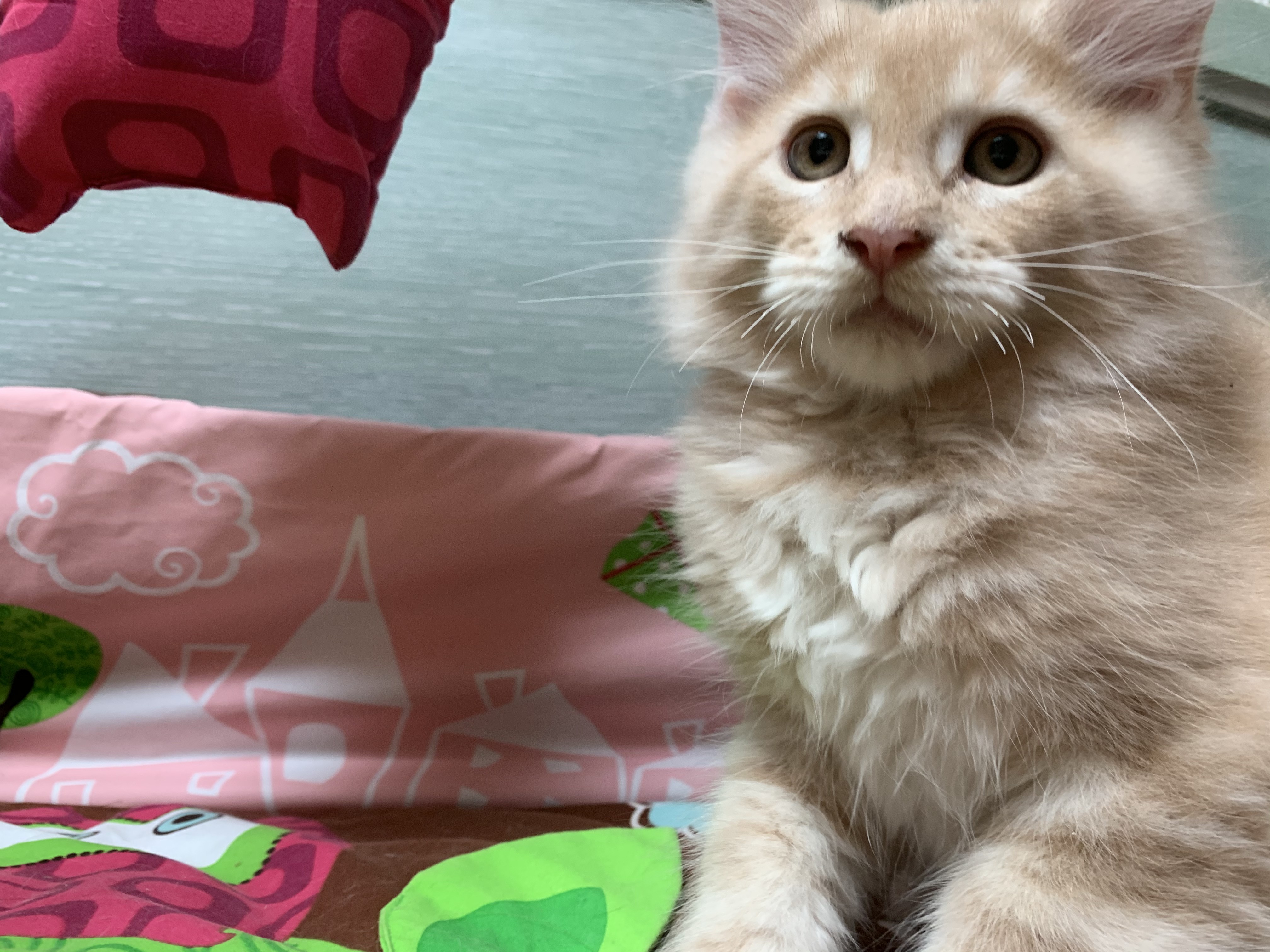 CHATON NIAGARA ORSO