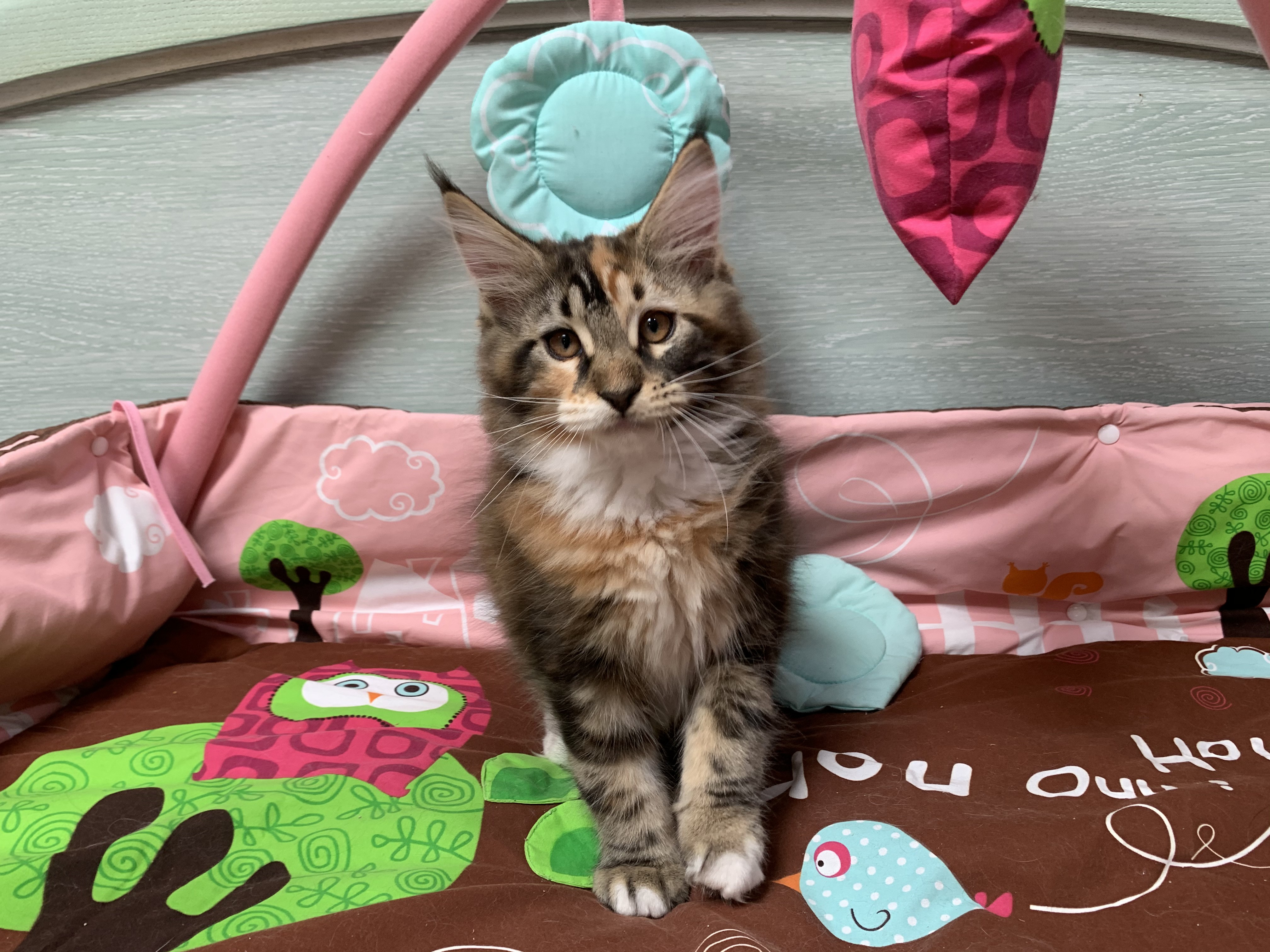 CHATON NIAGARA ORSO