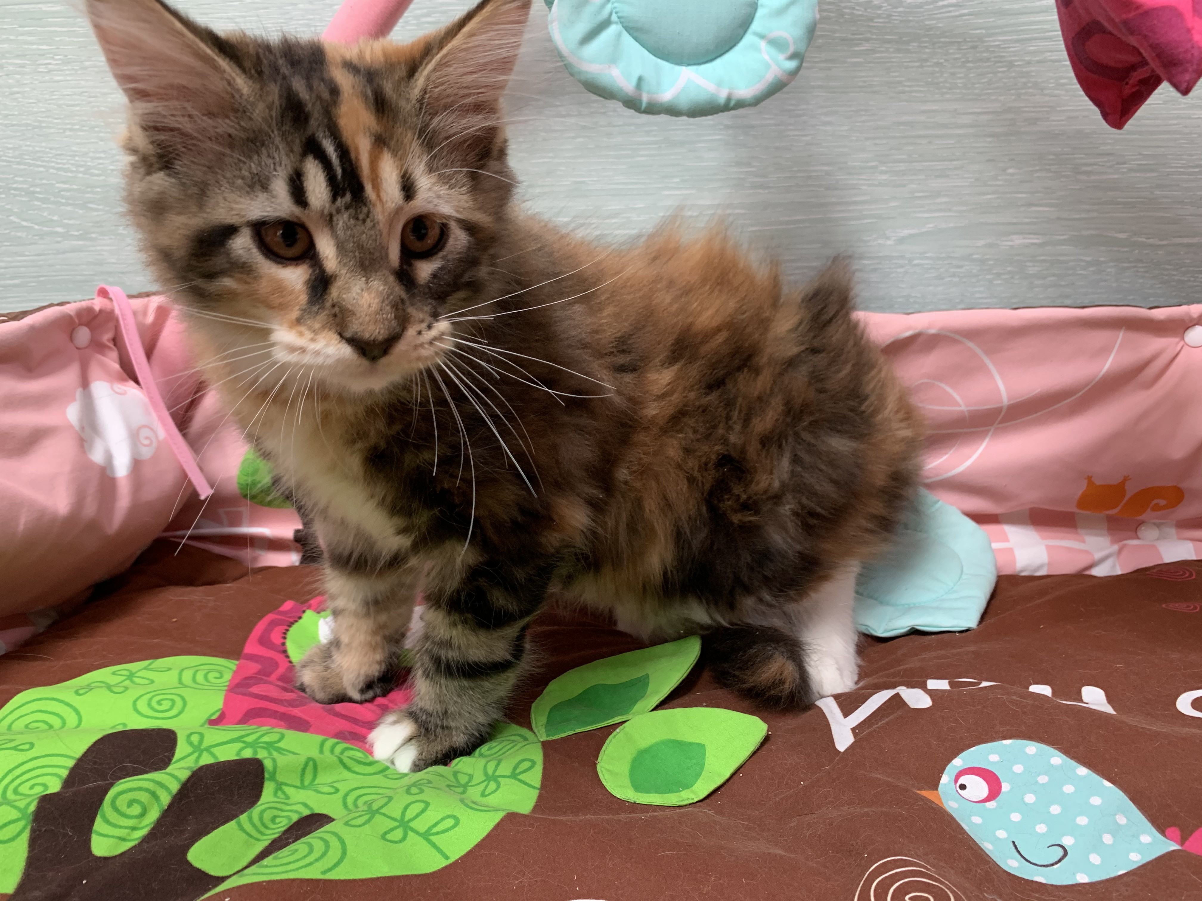 CHATON NIAGARA ORSO