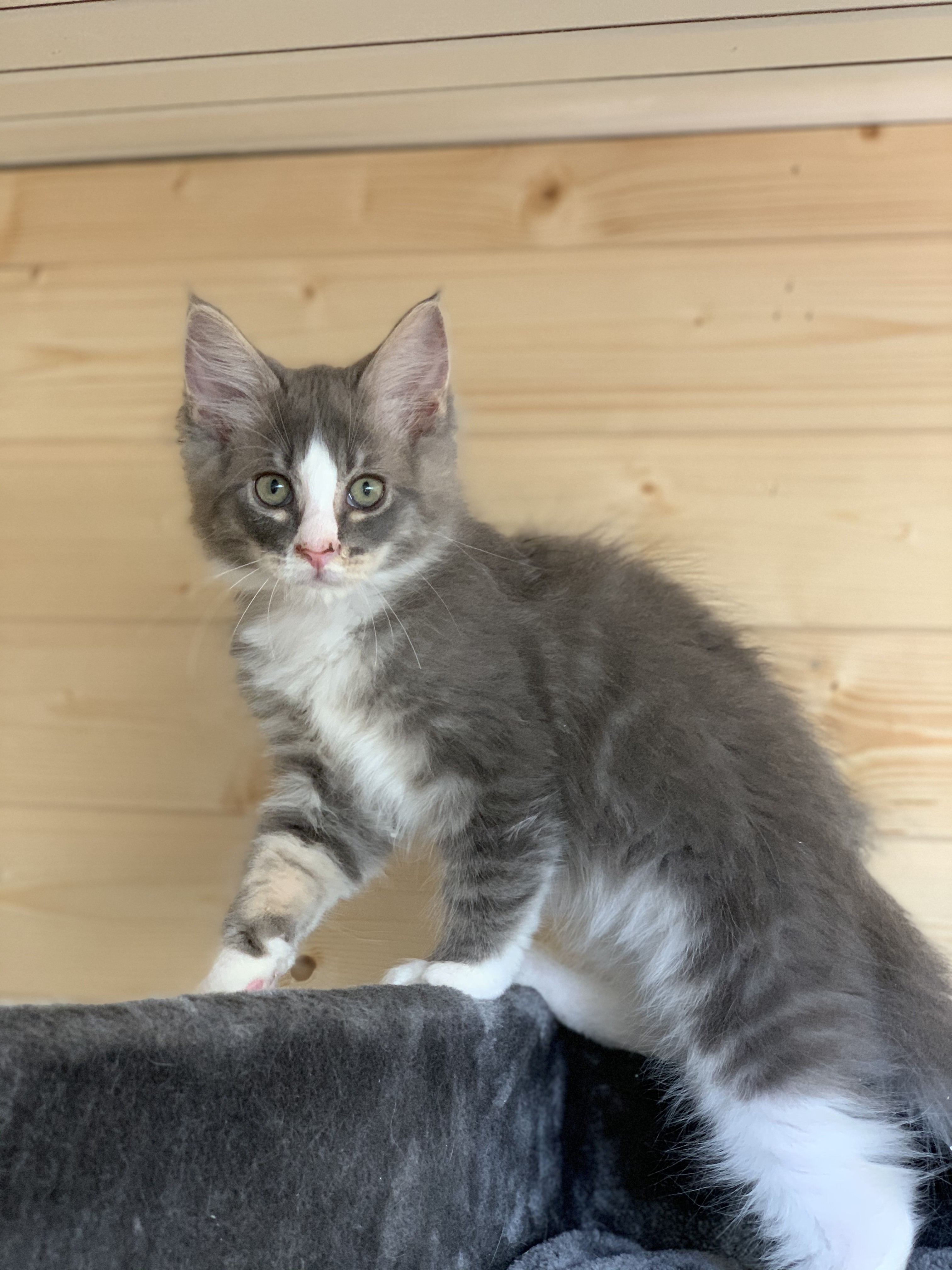CHATON OSAKA ORSO
