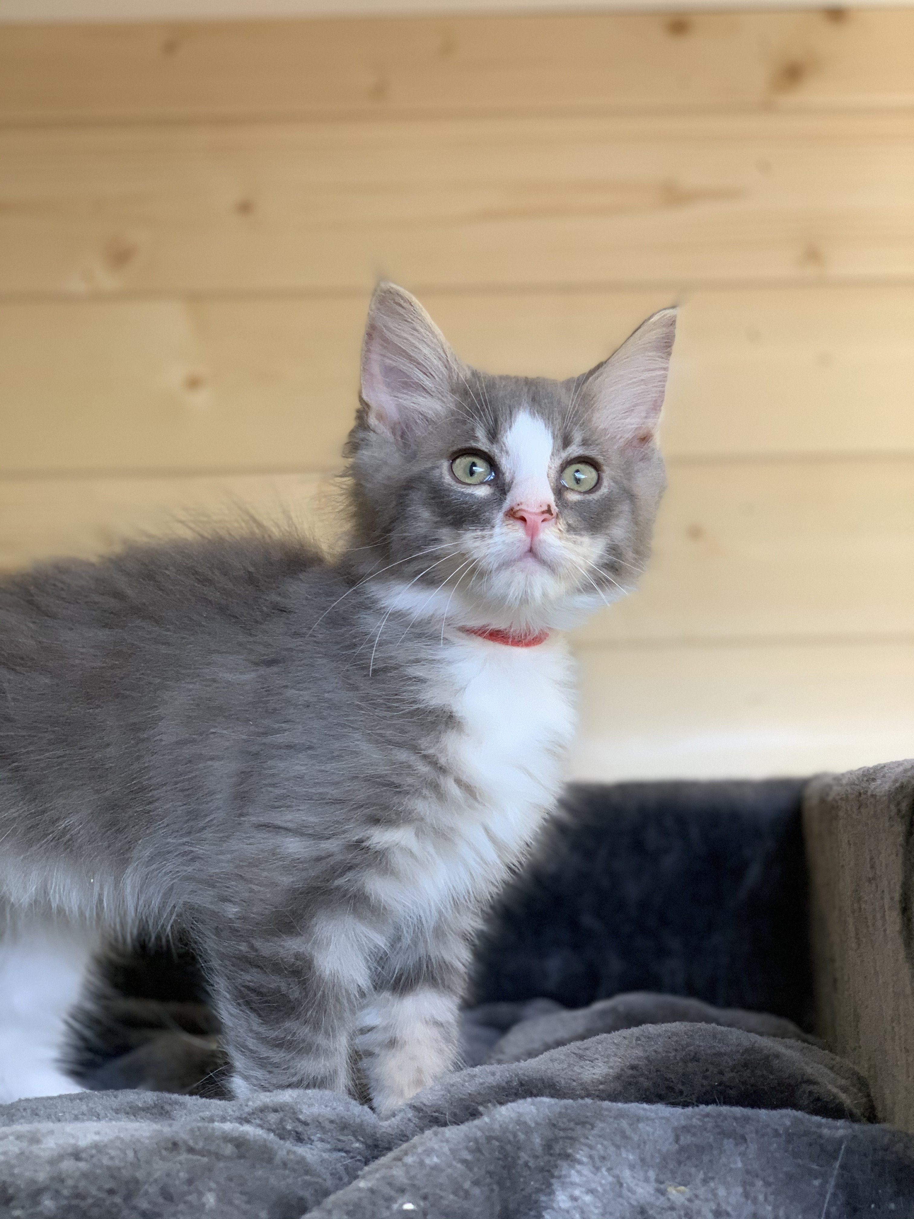 CHATON OSAKA ORSO