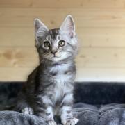 CHATON OSAKA ORSO