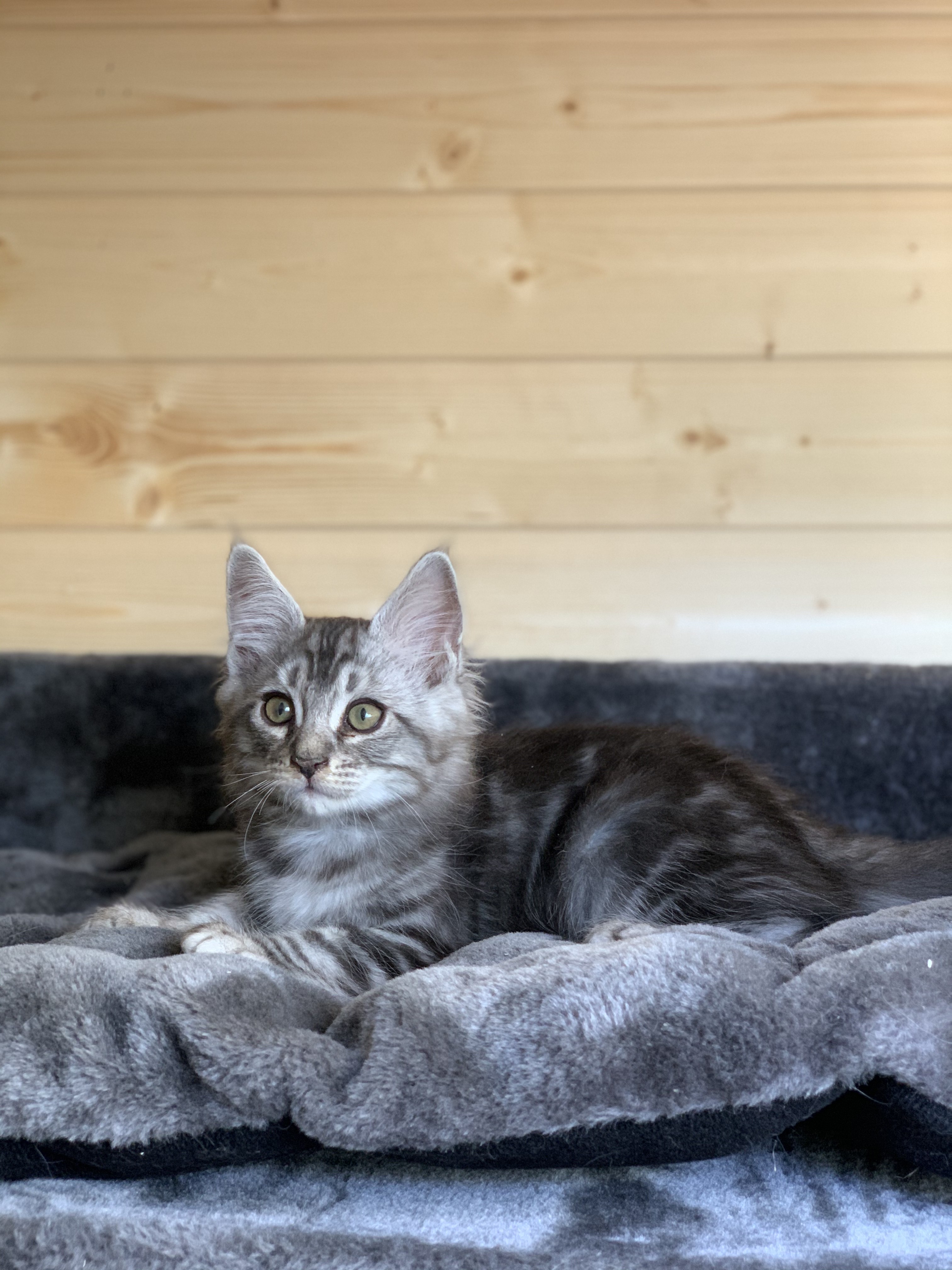 CHATON OSAKA ORSO