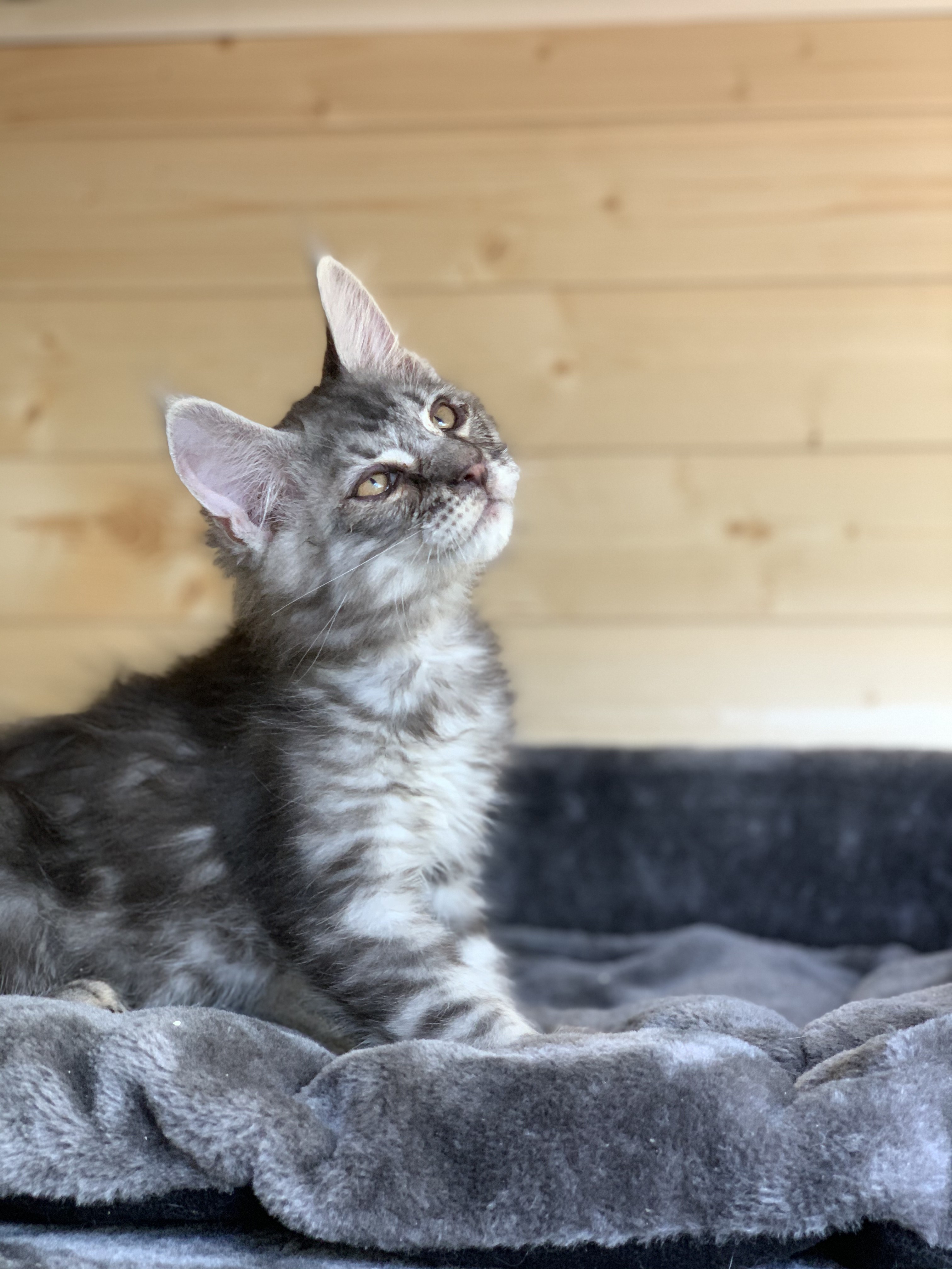 CHATON OSAKA ORSO