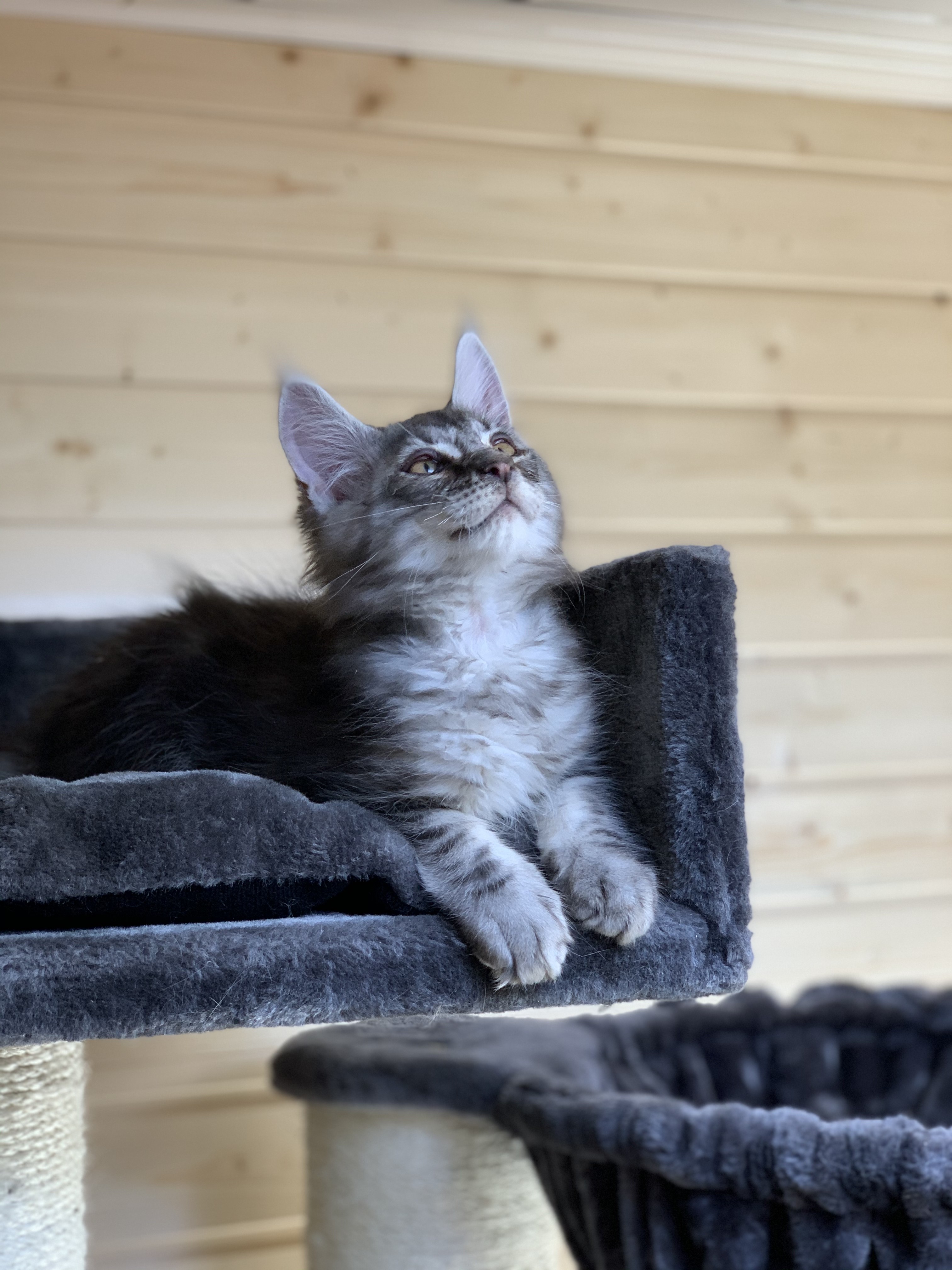 CHATON OSAKA ORSO