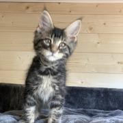 CHATON OSAKA ORSO