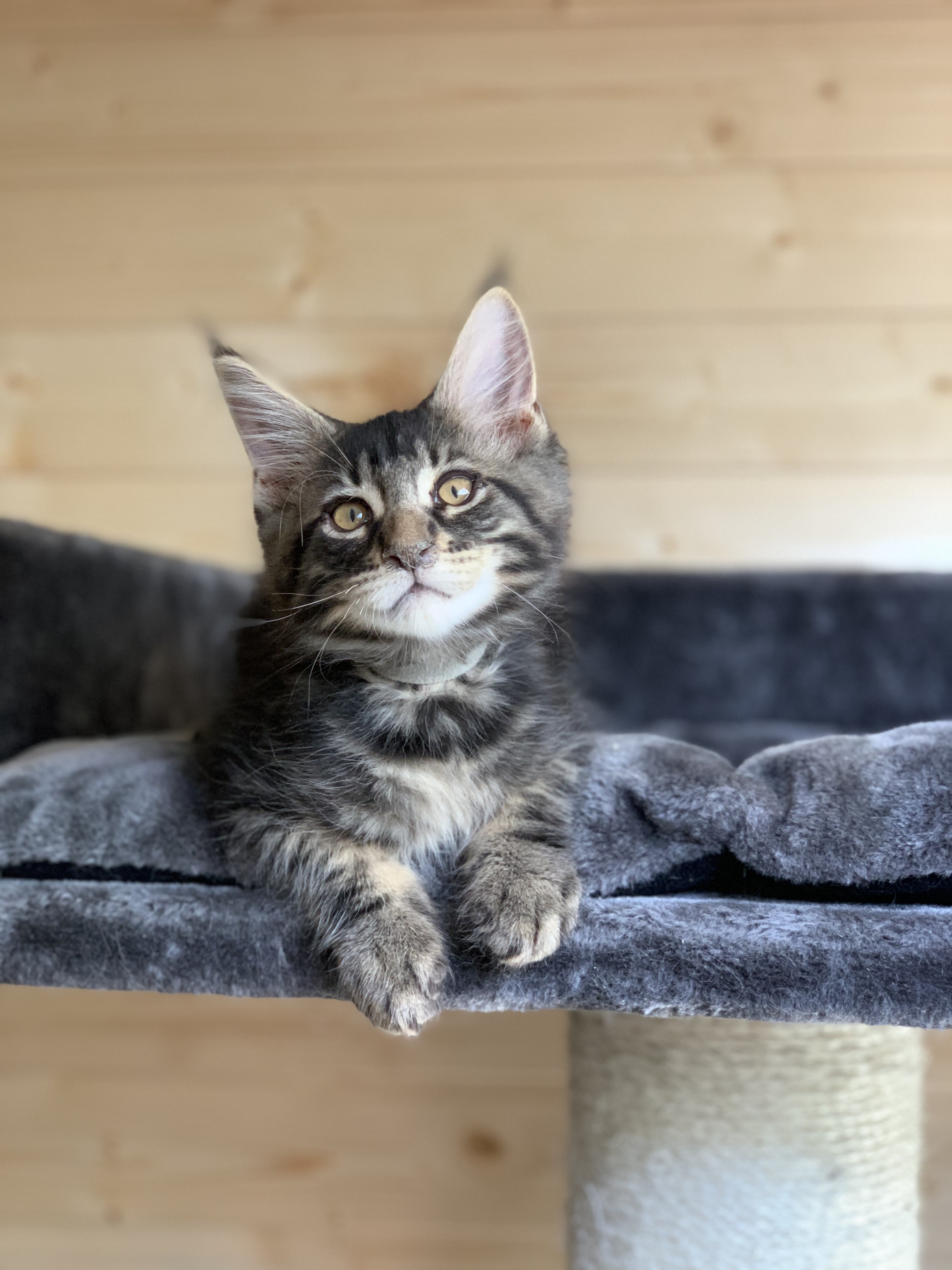 CHATON OSAKA ORSO