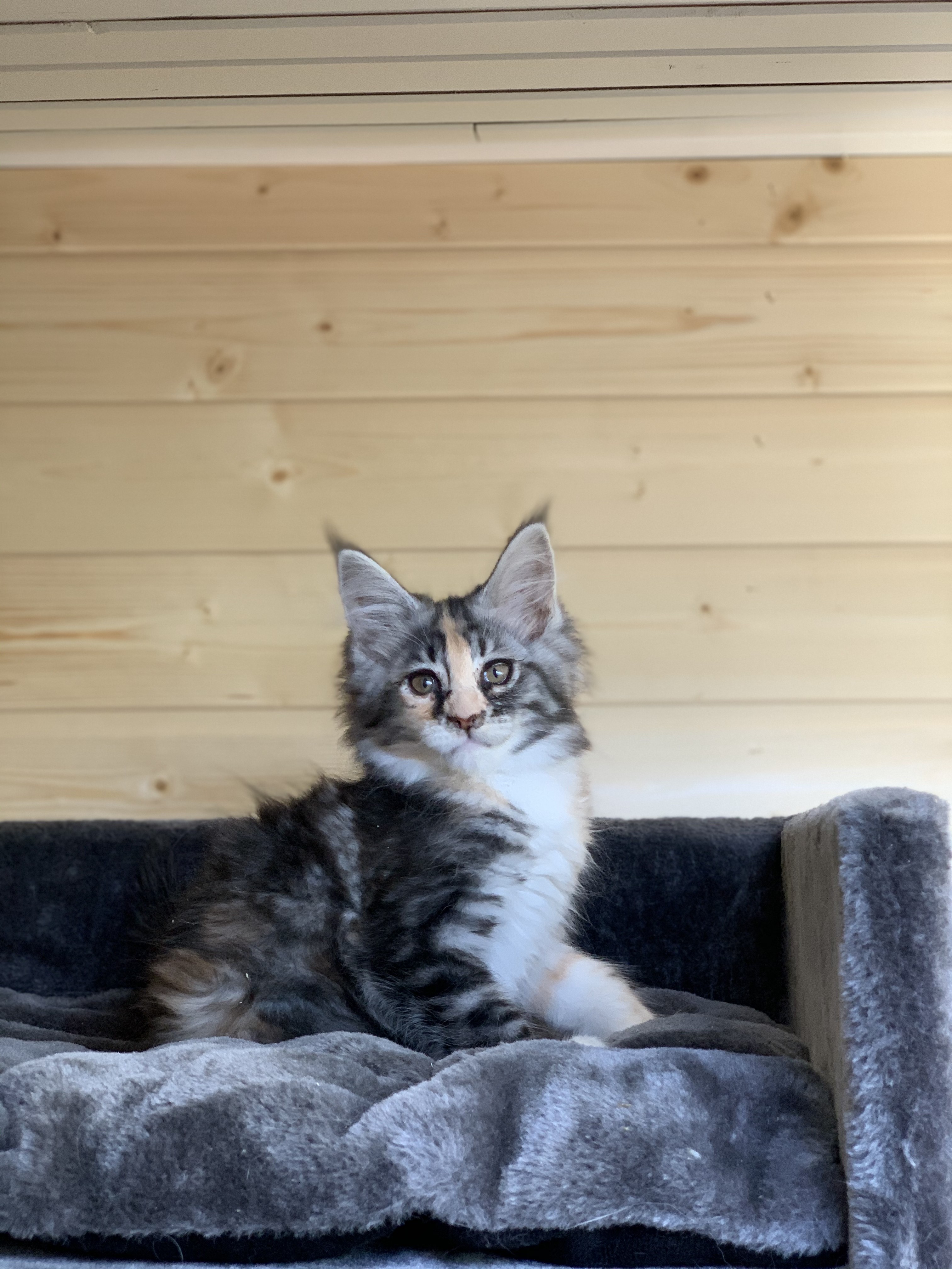 CHATON OSAKA ORSO