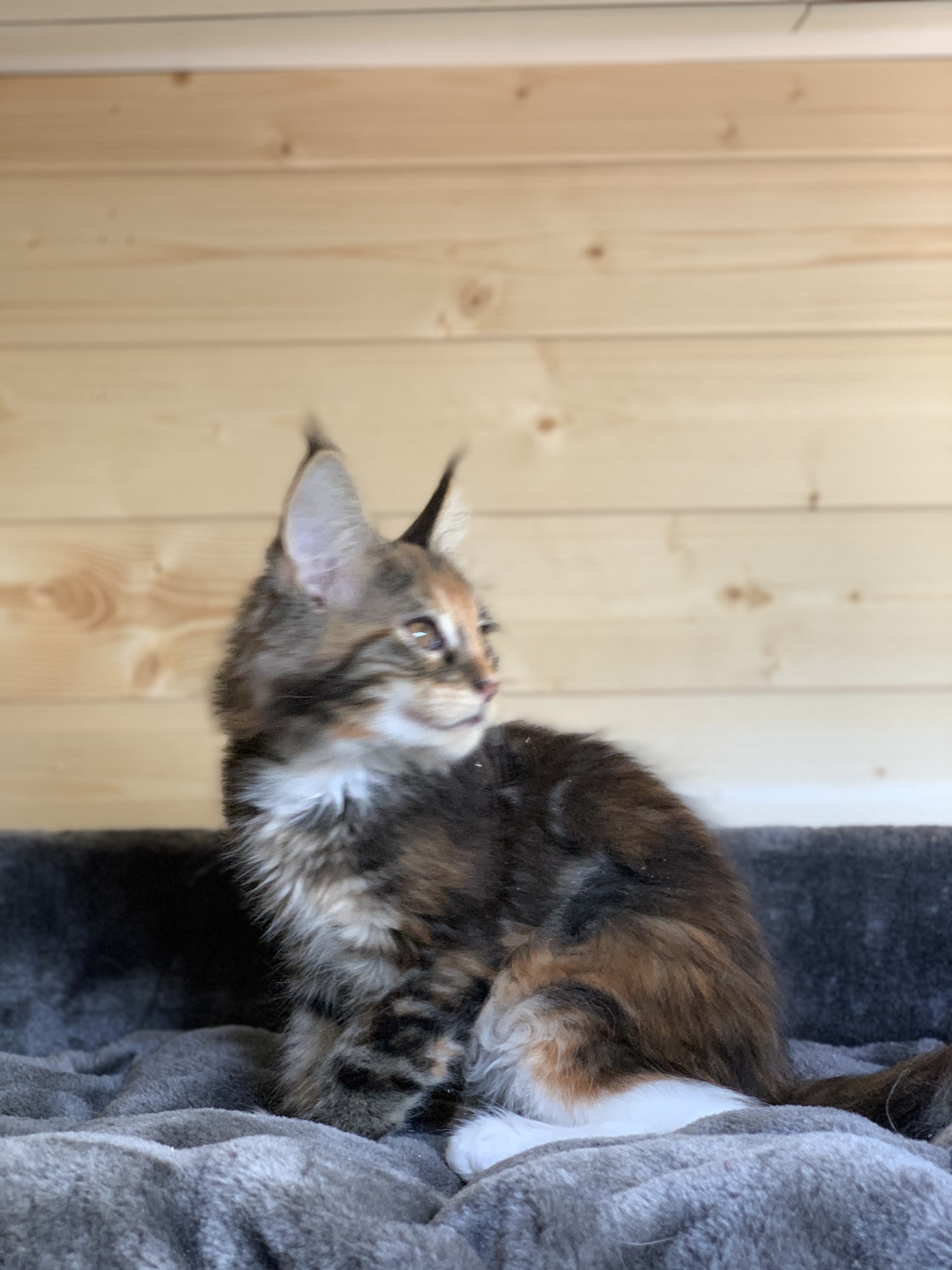 CHATON OSAKA ORSO