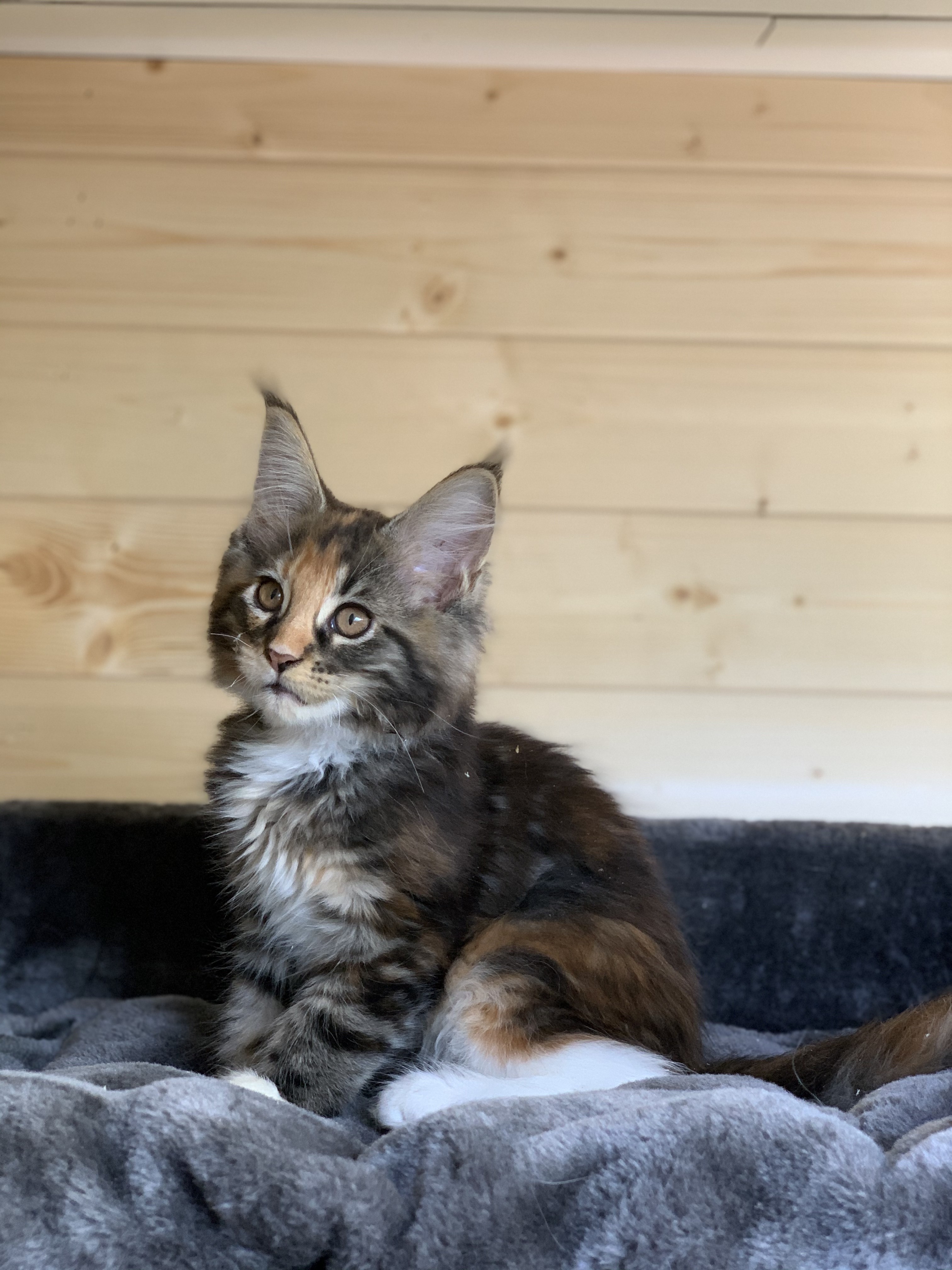 CHATON OSAKA ORSO