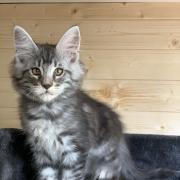 CHATON OSAKA ORSO