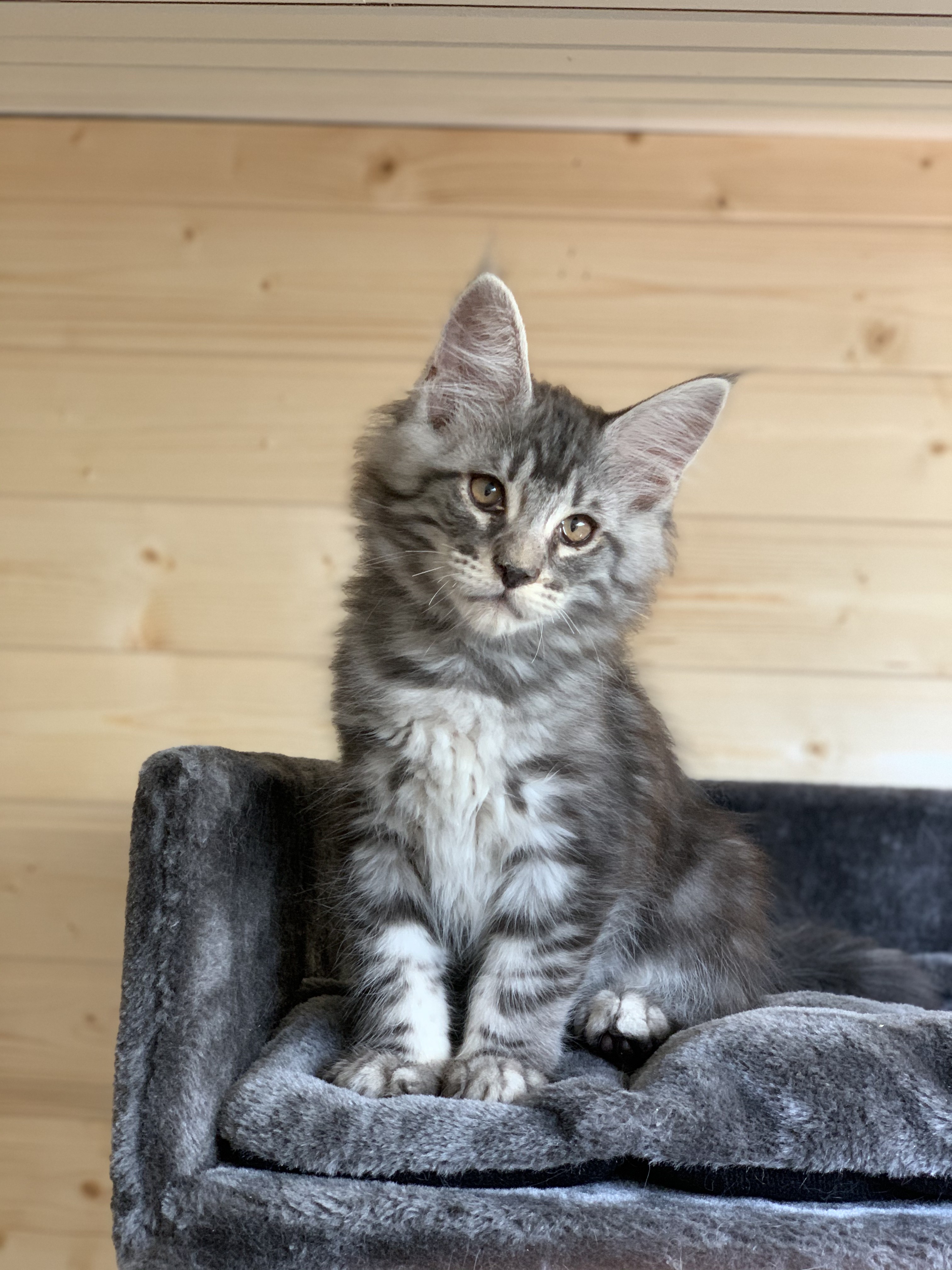 CHATON OSAKA ORSO