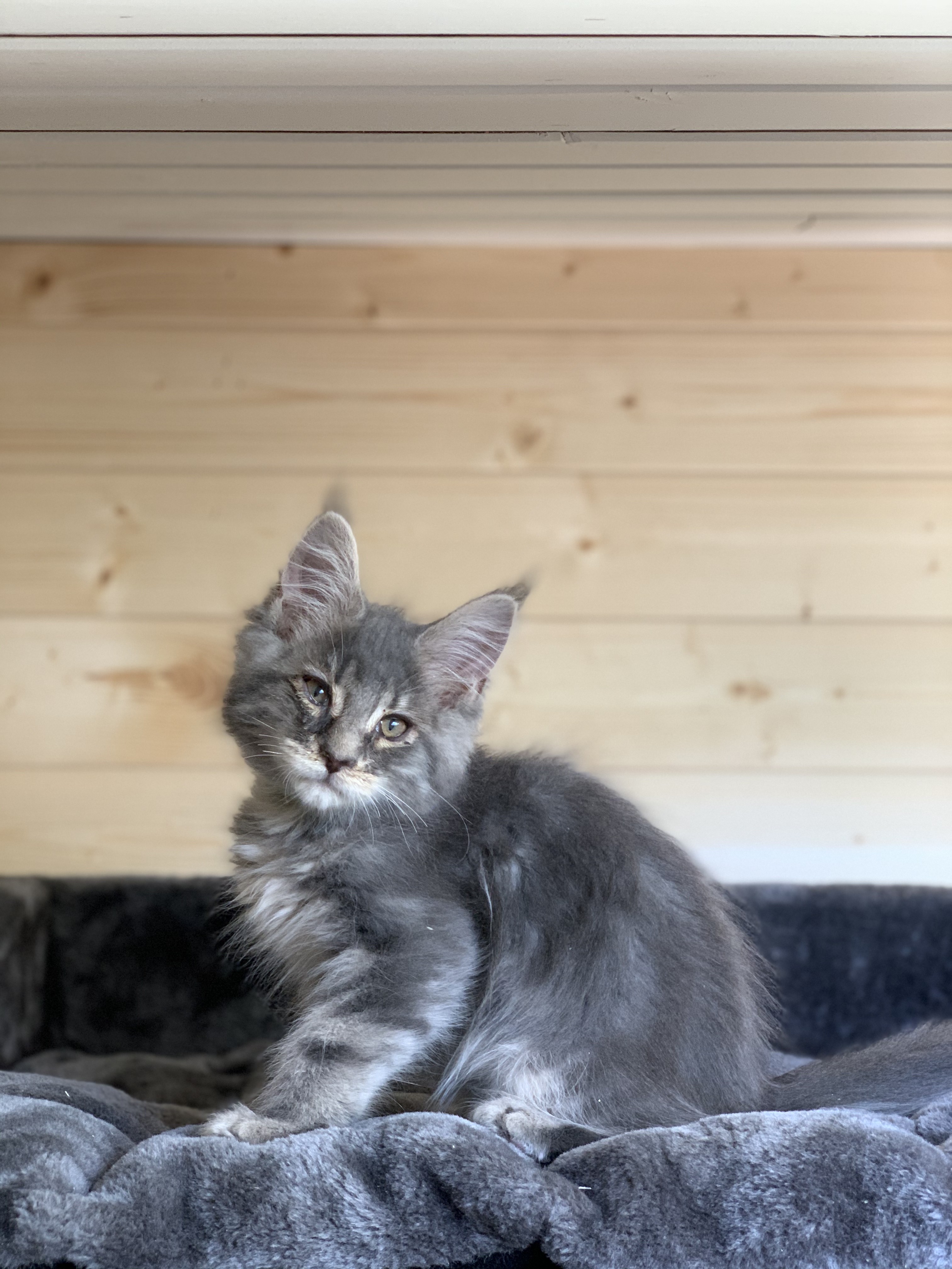 CHATON OSAKA ORSO