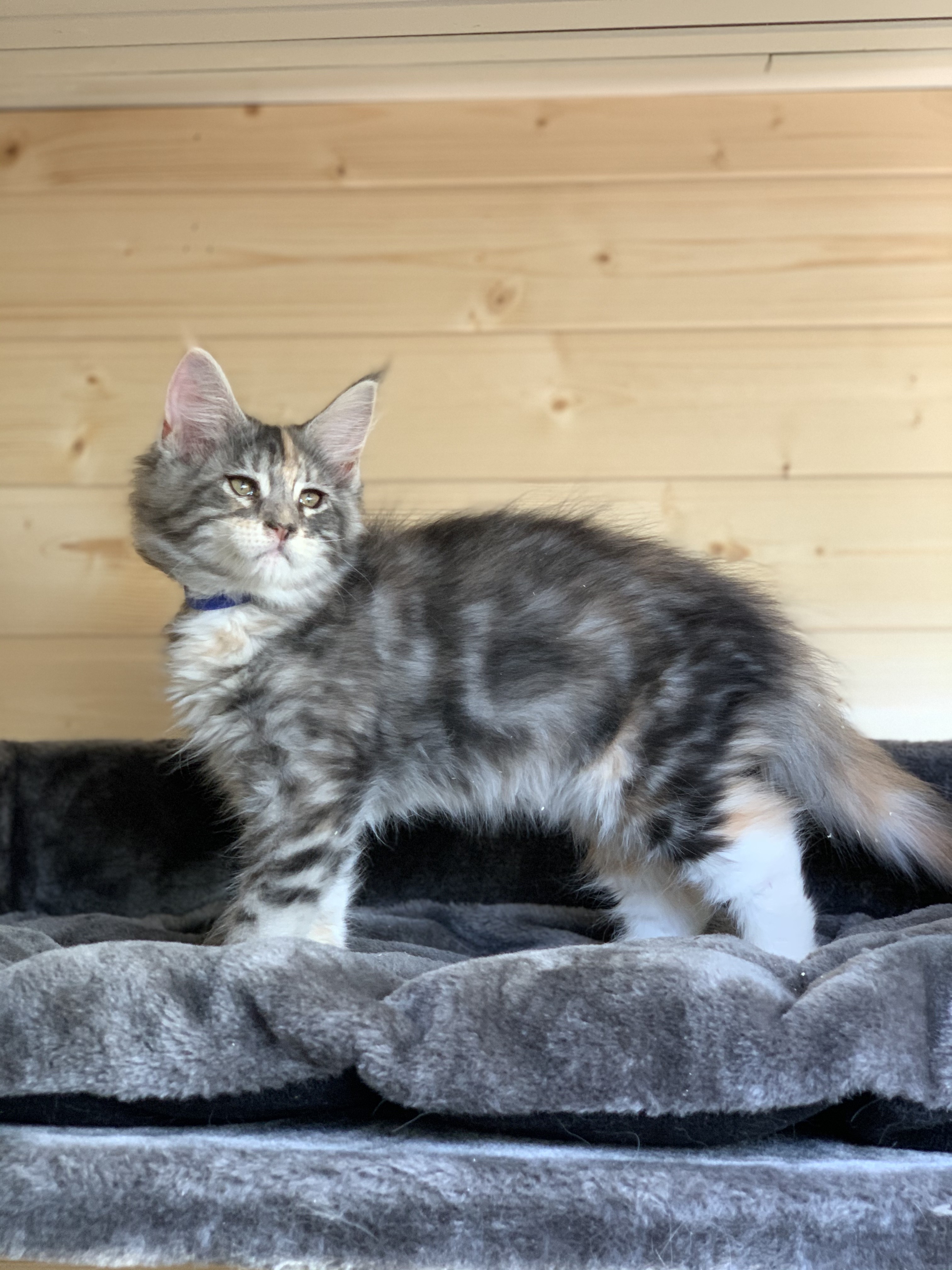 CHATON OSAKA ORSO