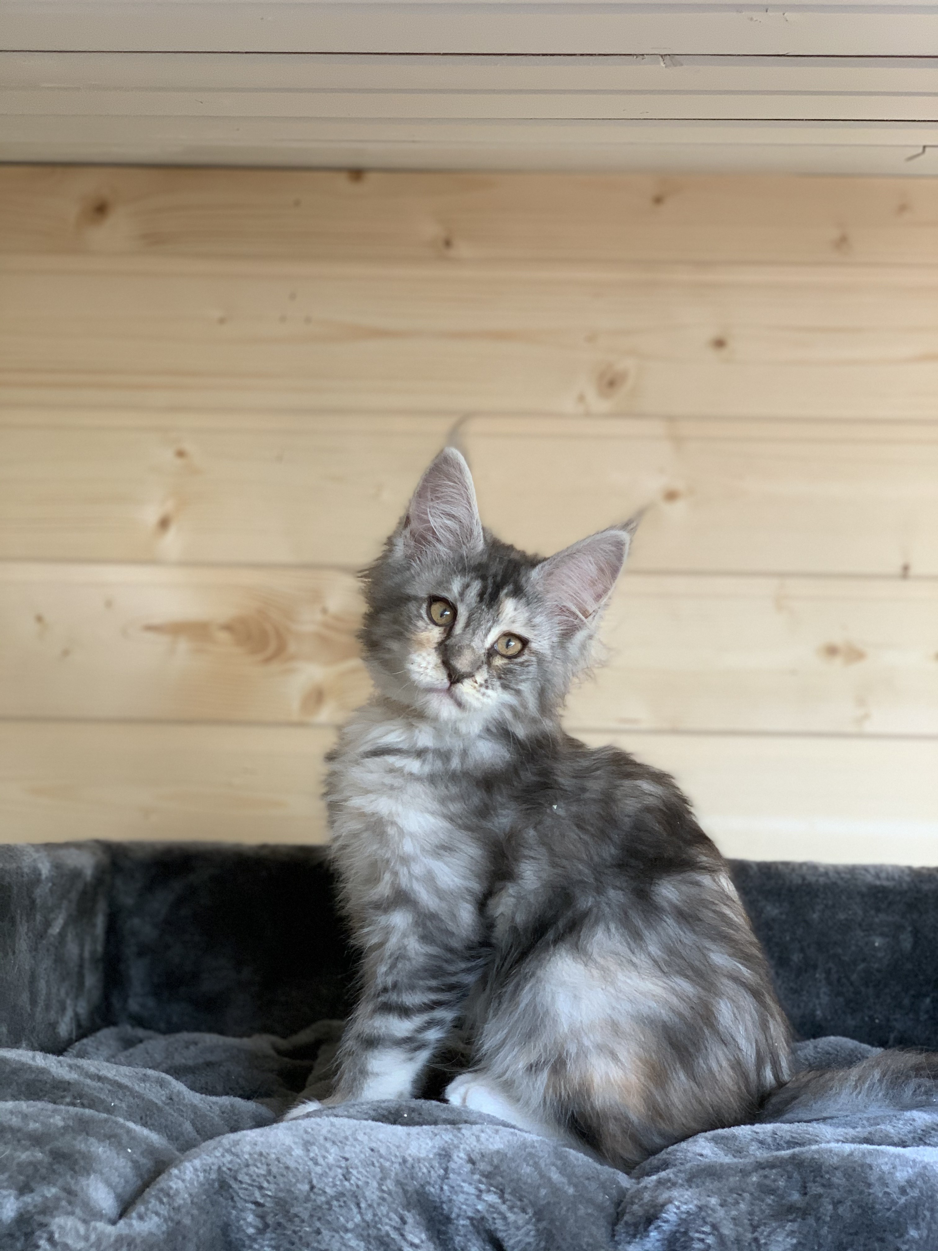 CHATON OSAKA ORSO