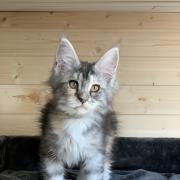 CHATON OSAKA ORSO