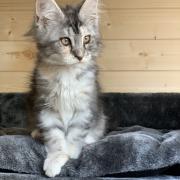 CHATON OSAKA ORSO