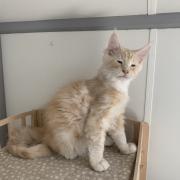 CHATON NIAGARA ORSO