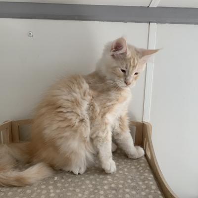 CHATONS 2020