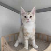 CHATON NIAGARA ORSO