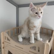 CHATON NIAGARA ORSO