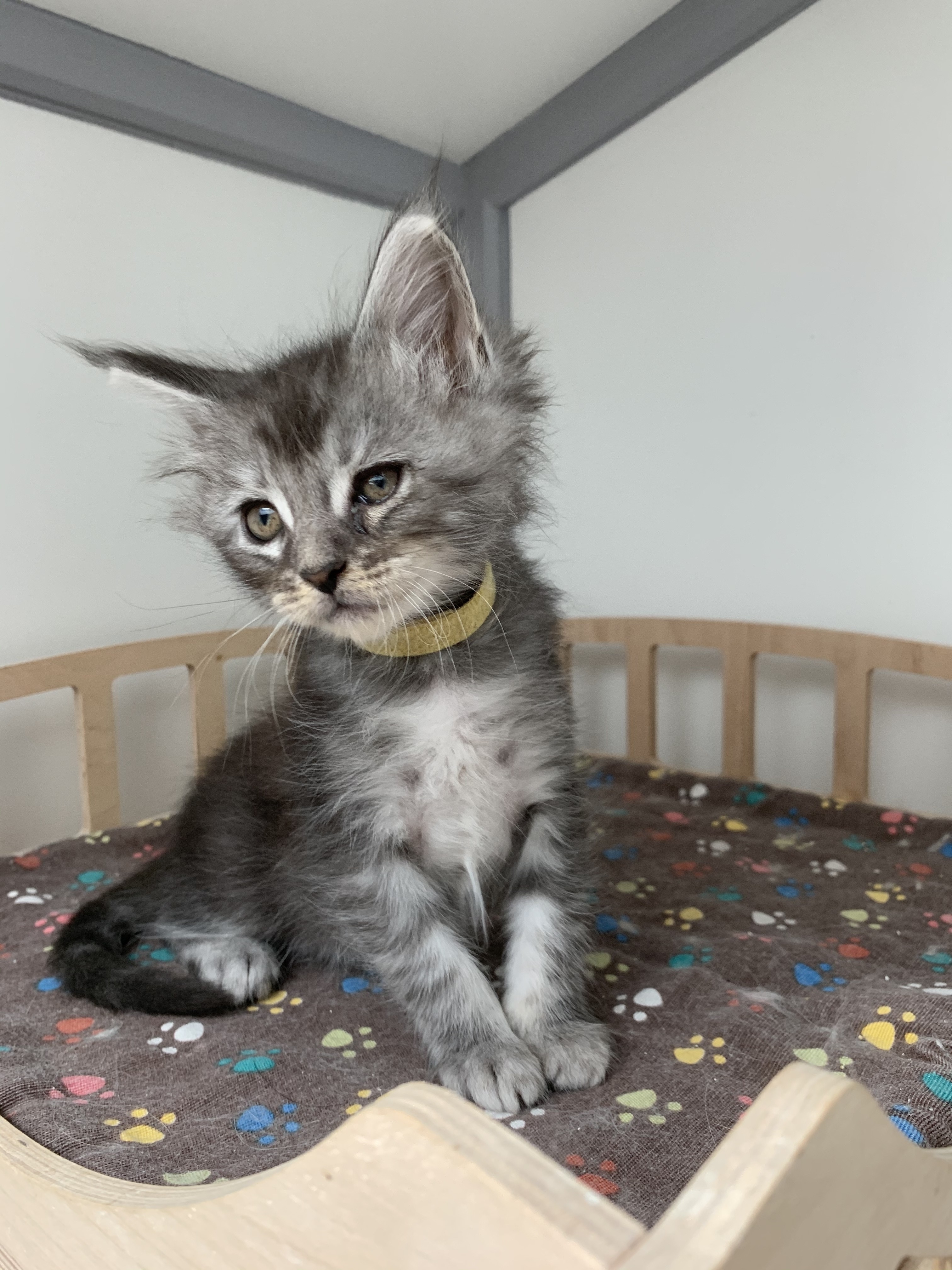 CHATON OSAKA ORSO