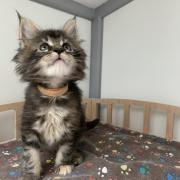 CHATON OSAKA ORSO