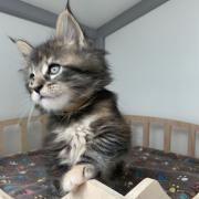CHATON OSAKA ORSO