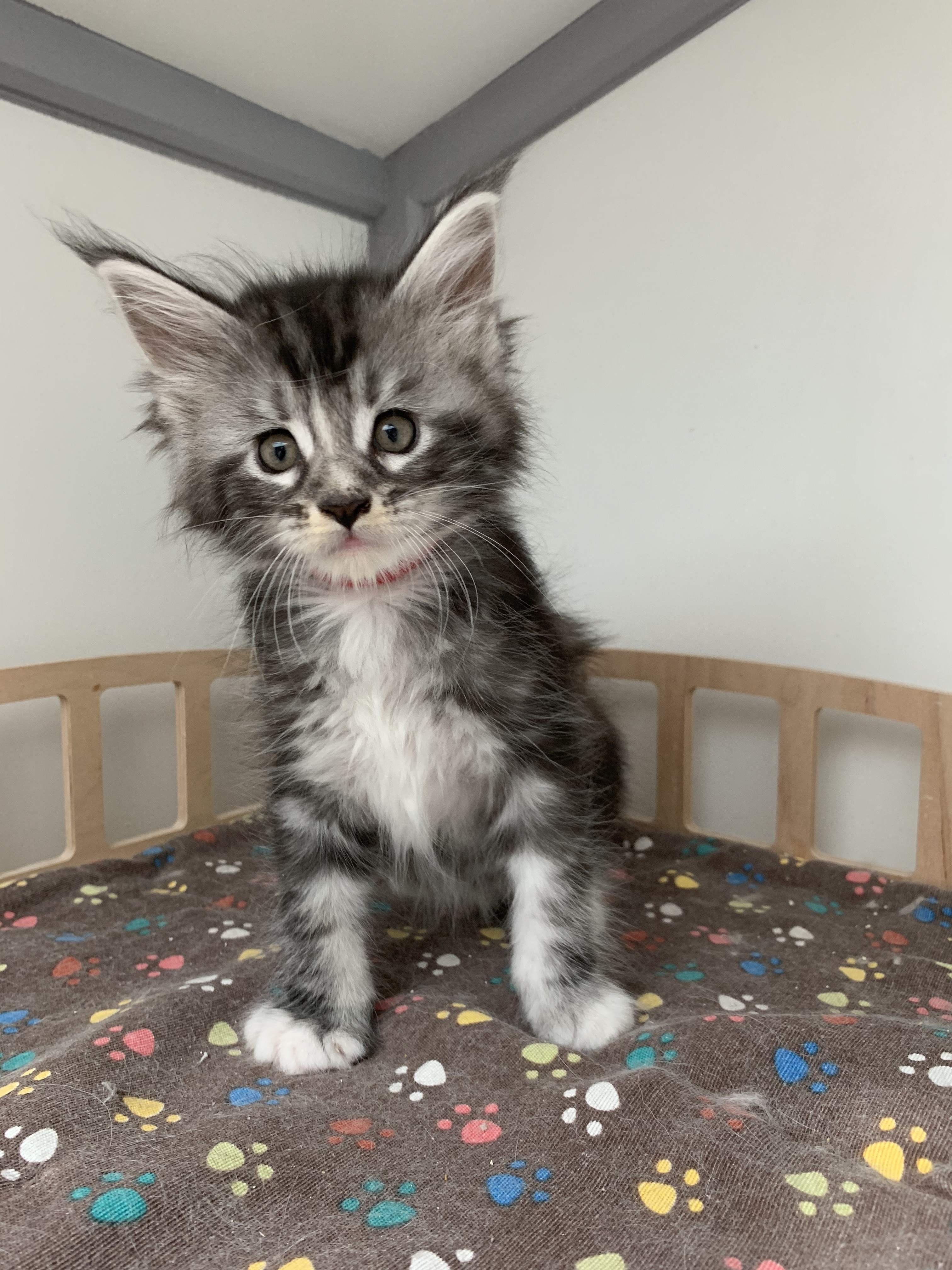 CHATON OSAKA ORSO