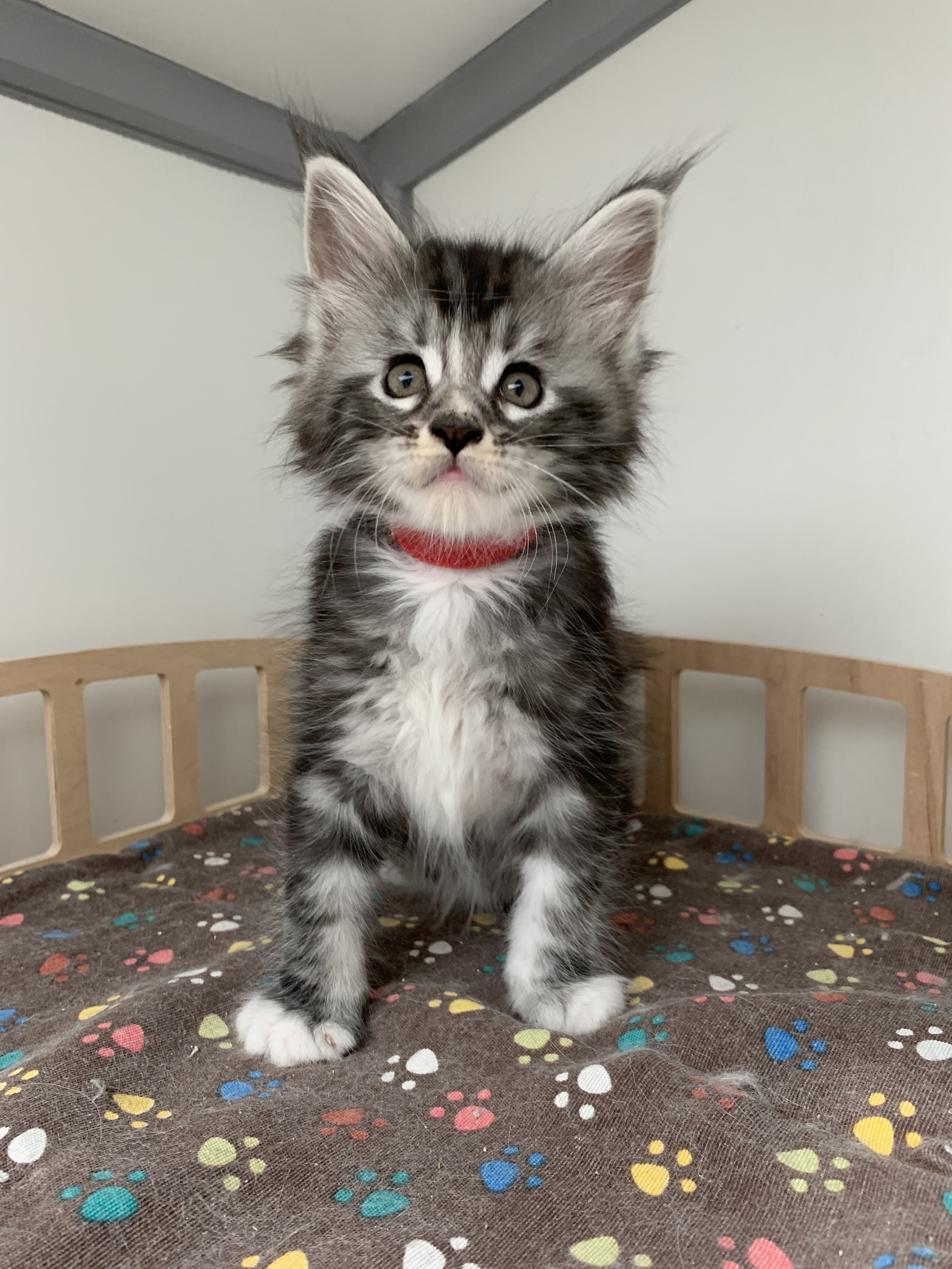 CHATON OSAKA ORSO
