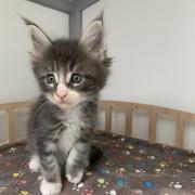 CHATON OSAKA ORSO