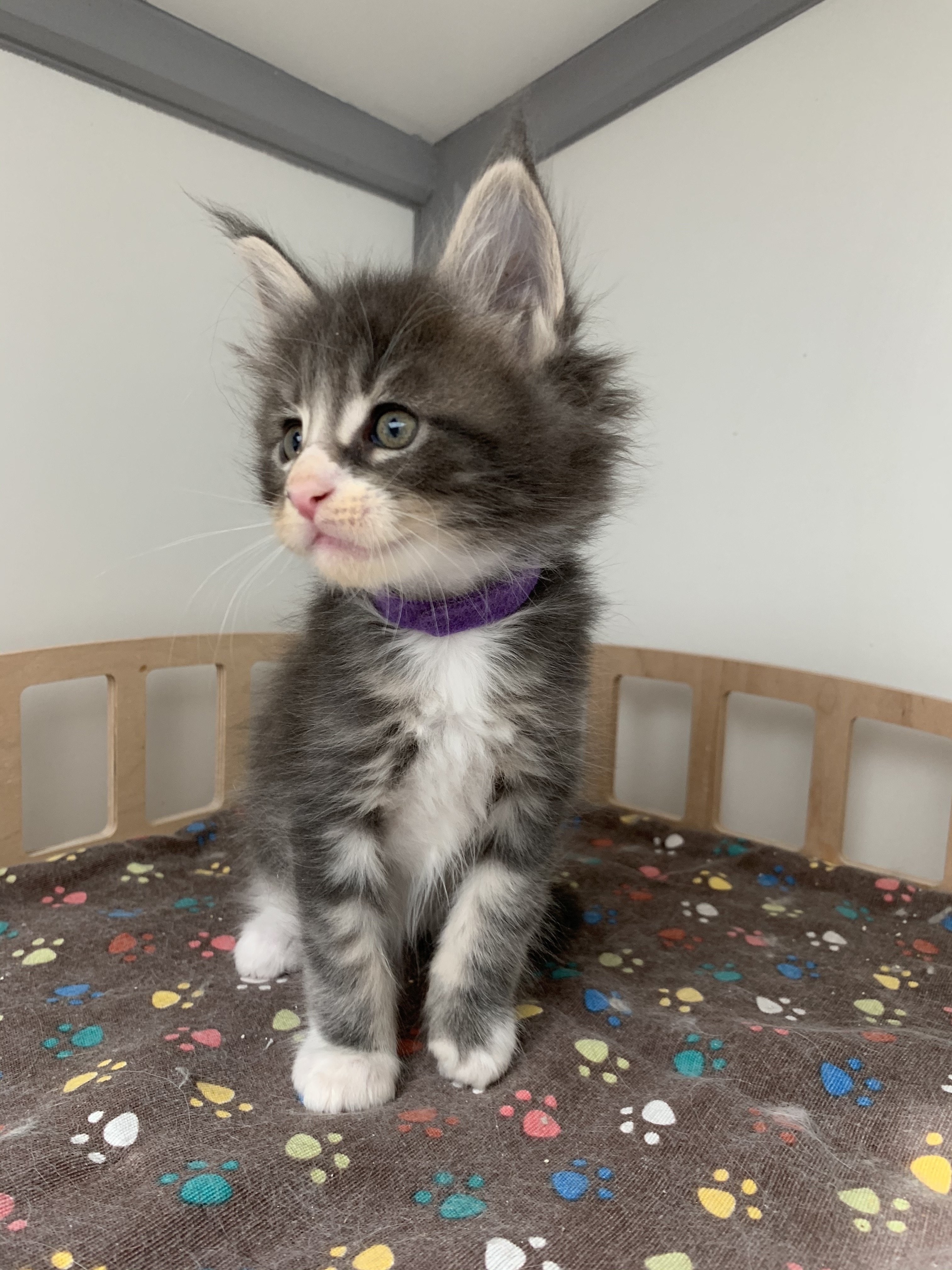 CHATON OSAKA ORSO