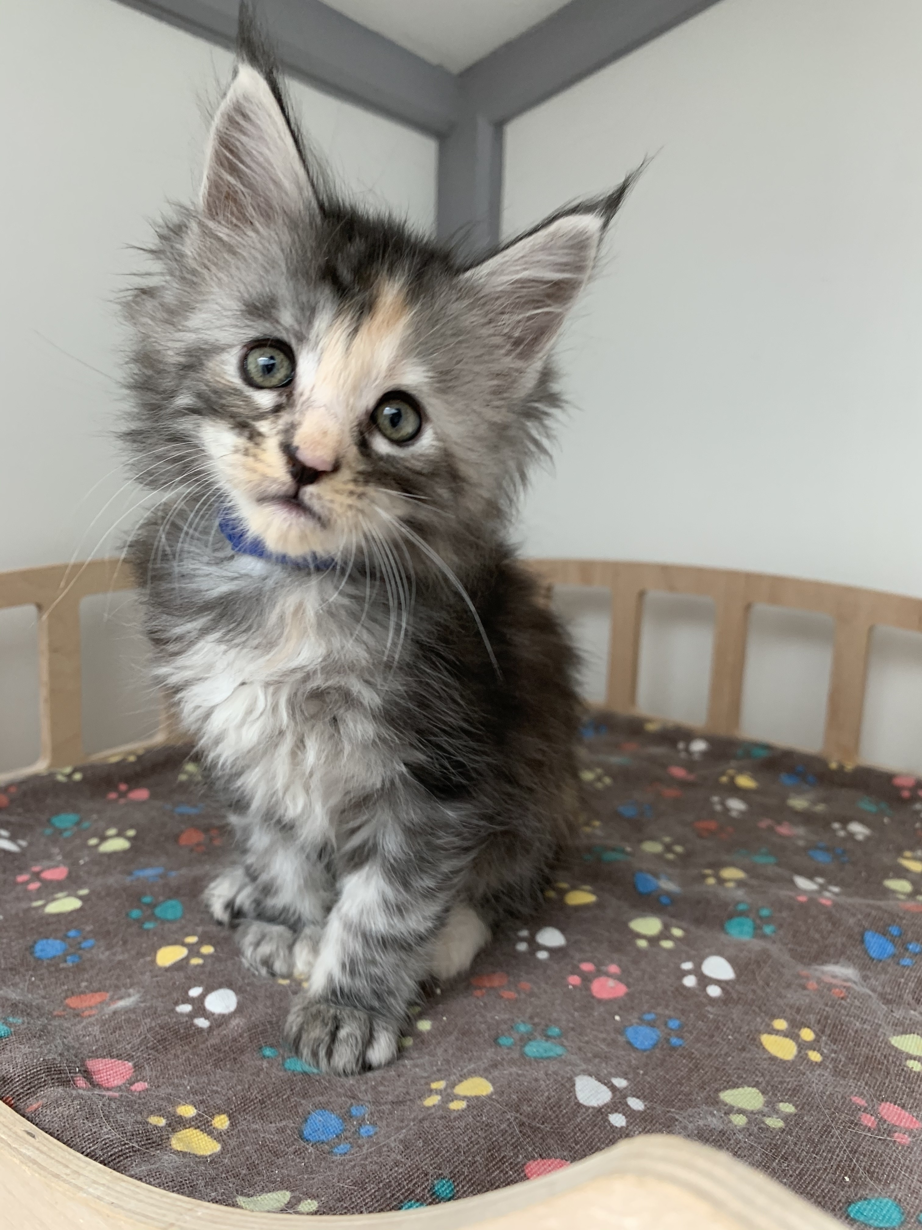 CHATON OSAKA ORSO
