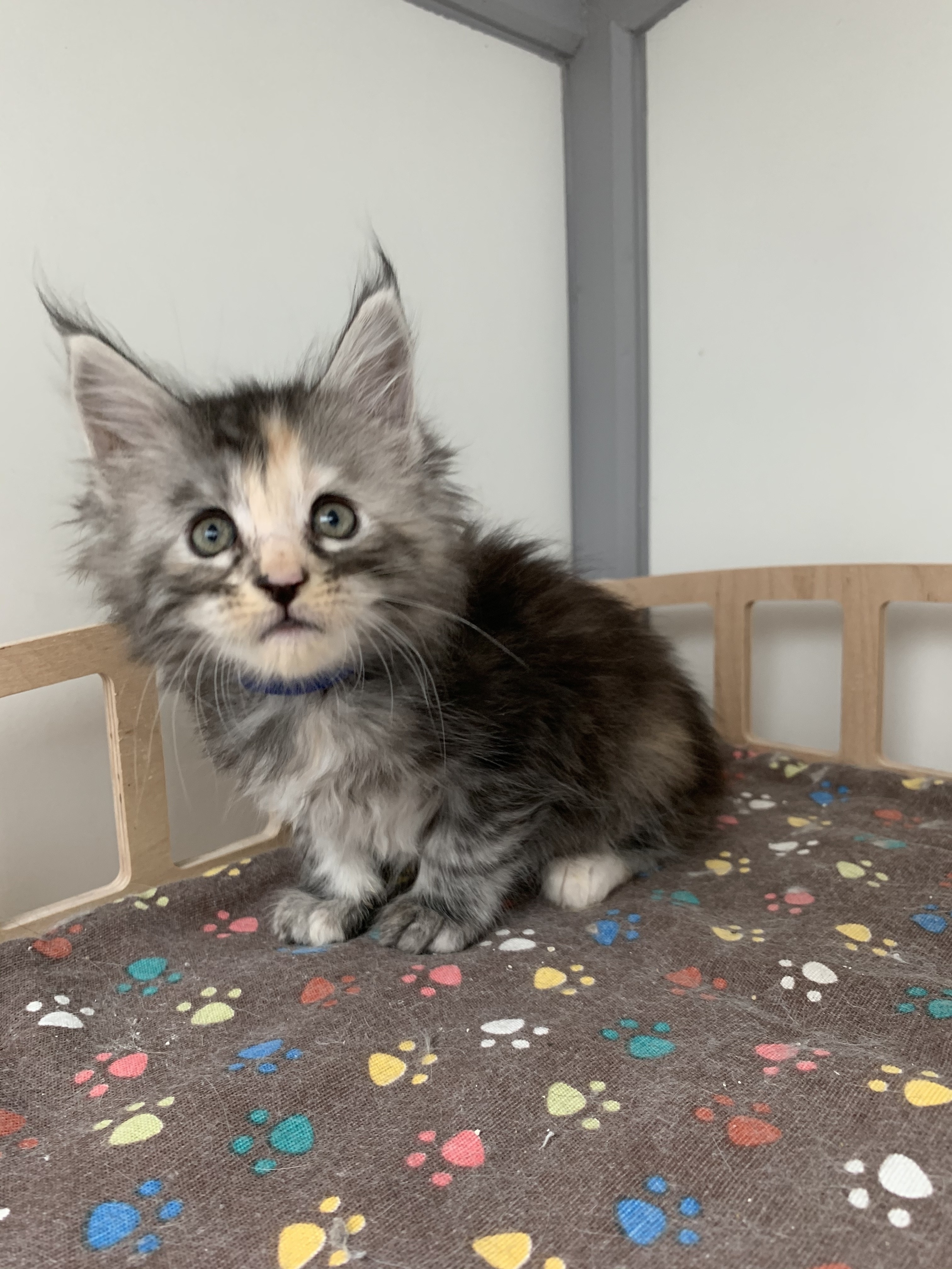 CHATON OSAKA ORSO