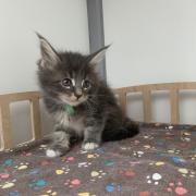 CHATON OSAKA ORSO