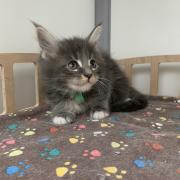 CHATON OSAKA ORSO