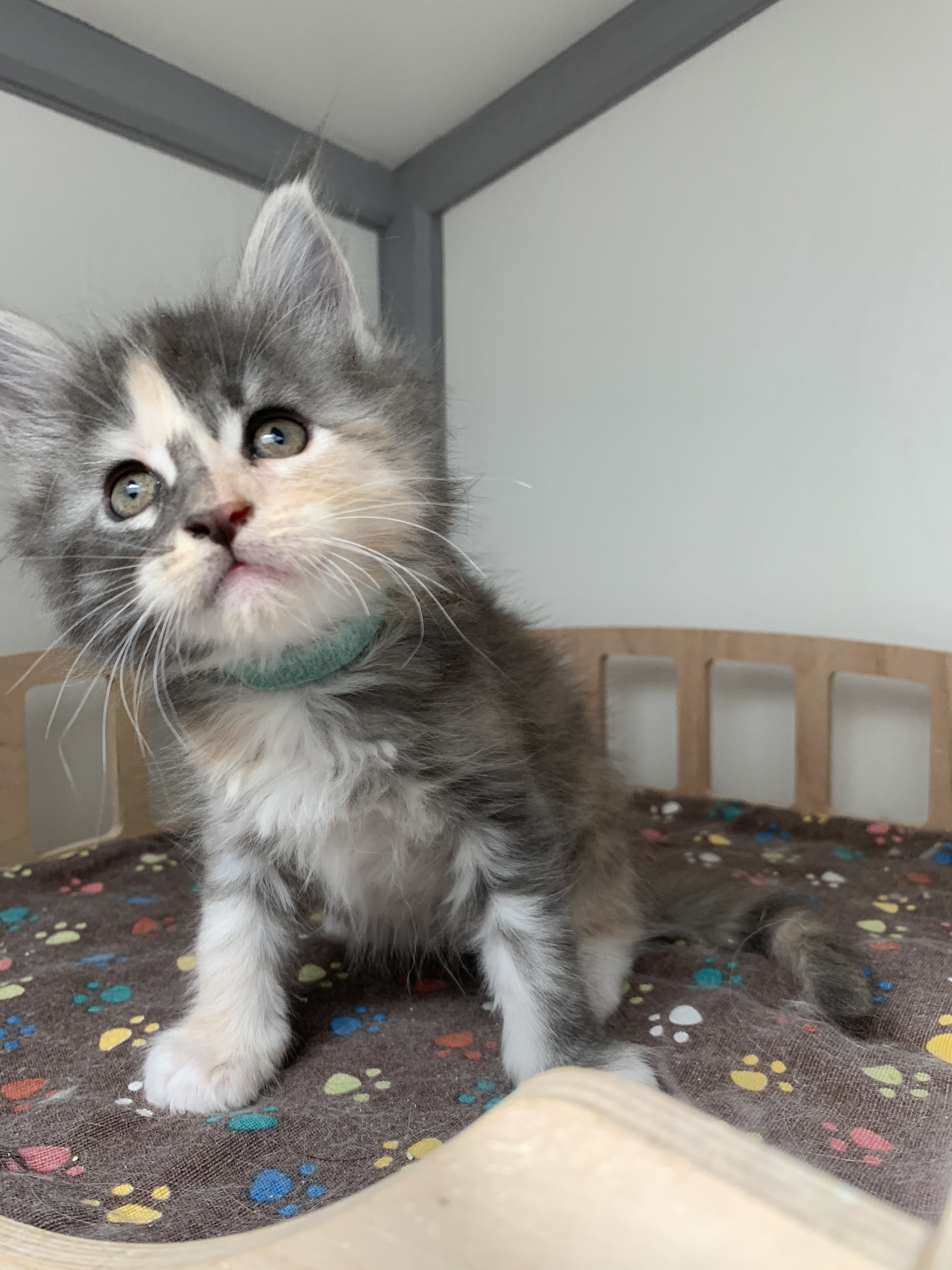 CHATON OSAKA ORSO